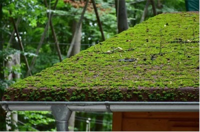 The Importance of Regular Roof Cleaning